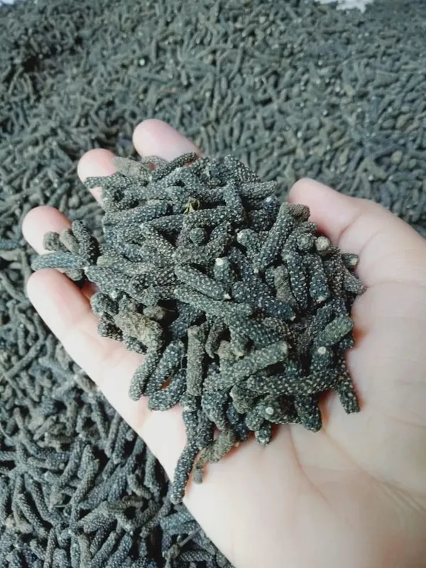 Vinarghya_-_Pan_Pimpali/_Lindi_Pipali/_Lendi_Pilpali/_Long_Pepper/_Pipar/_Filfil_Daraz/_Pipli/_Choti_Pipali_–_400G