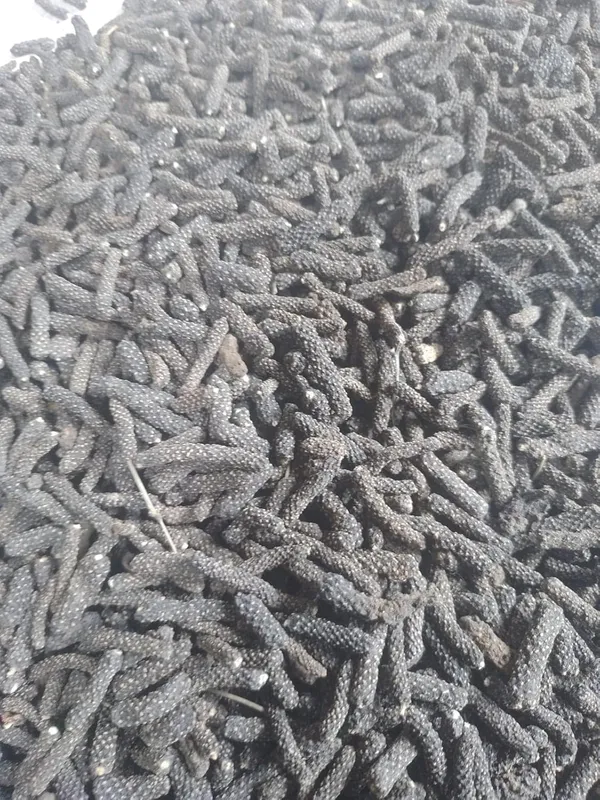 Vinarghya_-_Pan_Pimpali/_Lindi_Pipali/_Lendi_Pilpali/_Long_Pepper/_Pipar/_Filfil_Daraz/_Pipli/_Choti_Pipali_–_400G