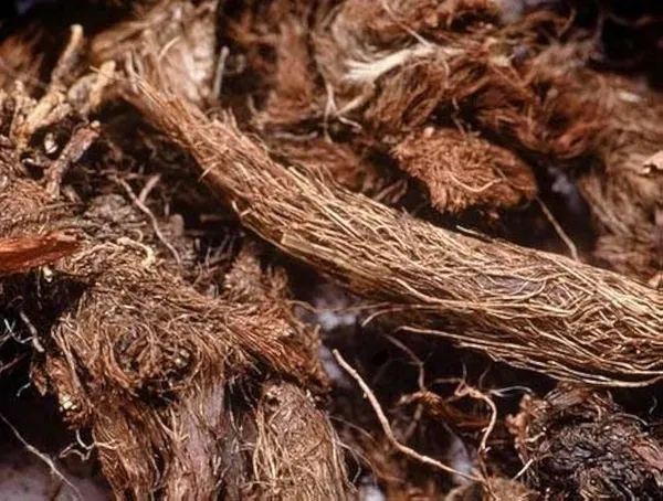 Vinarghya_–_Jatashankar_Roots/_Jatashankari_Herbs_–_100Gm