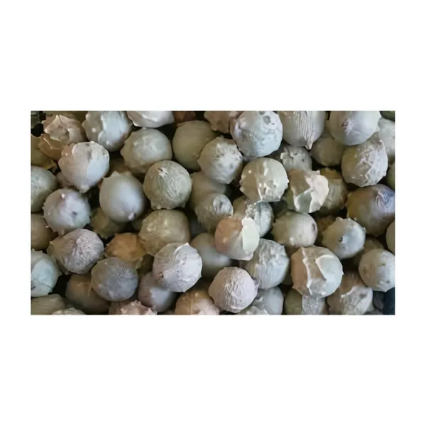 Vinarghya_–_Majuphal/_Manjuphal/_Majufal/_Mazu/_Quercus_Infectoria/_Mayaphala/_माजुफळ_–_400G