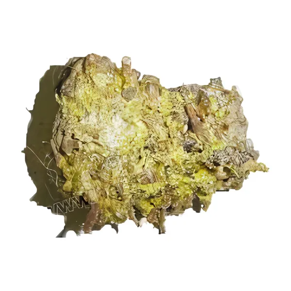 Vinarghya_–_Dikamali_Khada/_Brilliant_Gardenia_Gum/_Dikamari/_Gandharaja/_Kad_Bike/_Kalkambi/_Nadihingu/_Kambil/_Tikkamalli/_Cittamali_–_100_G