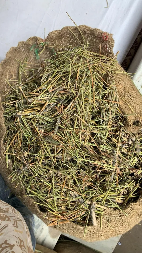 Vinarghya_–_Somlata/_Gerard_Jointfir/_Khanta/_Chhepat/_Buchchur/_Somalataa/_Soma/_Ephedra_Geradiana/_Ransher/_Chirodi_–_100G