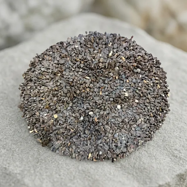 Vinarghya_-_Kala_Talmakhana/_Black_Talimkhana/_Asteracantha_Longifolia/_Hygrophila/_Kulikanta/_Nirmulli/_Gokulakanta/_Kuliyakhara/_Shrigali/_Ikshura/_Kokilaaksha_–_50G