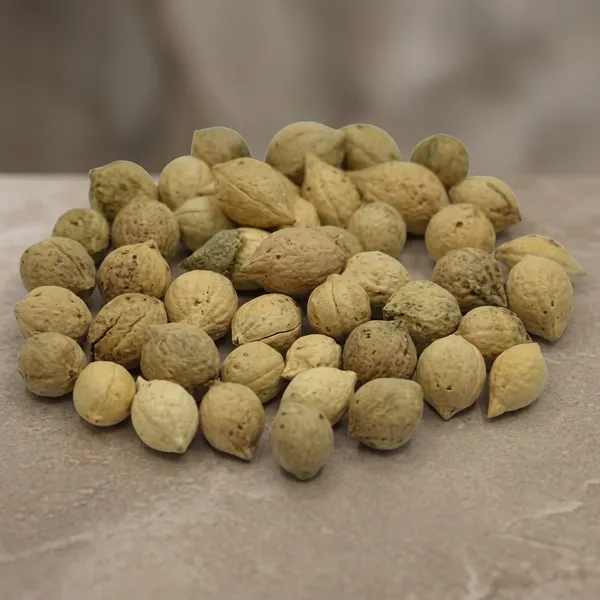 Vinarghya_–_Putravanti/_Jiyaputa/_Lucky_Bean_Tree/_Putranjeev/_Putranjiva_Roxburghil/_Aman/_Puttilanni/_Jivanputra/_Putranibi/_Pomkalam_–_100_Gm