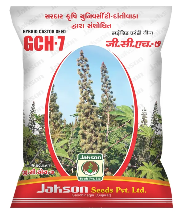 JAKSON_GCH_7_Hybrid_Castor_Seed_For_High_Yield_Farming