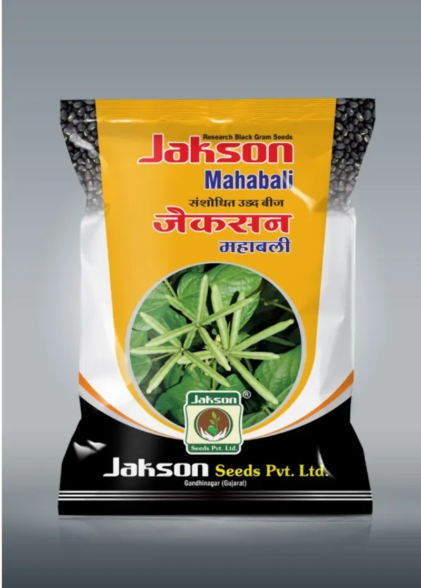 Jakson_Mahabali'_black_gram_seeds