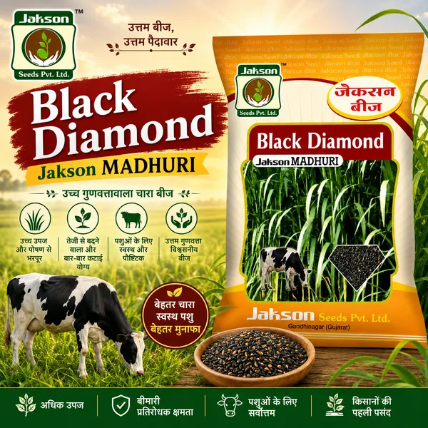 Black_Diamond_Madhuri_Grass_pack