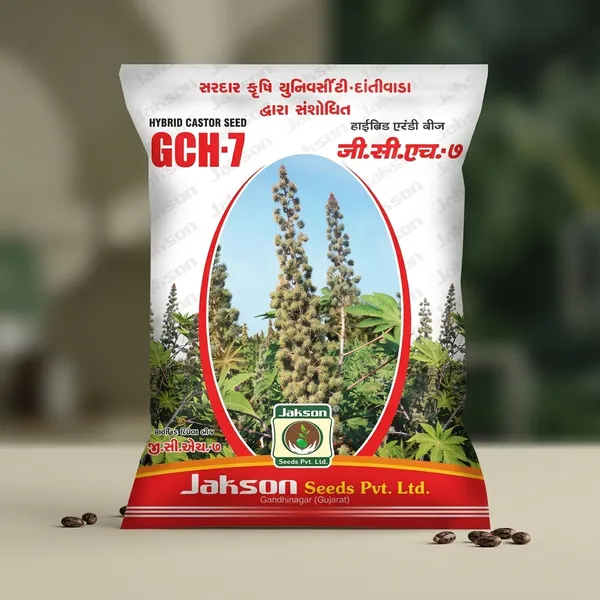 JAKSON_GCH_7_Hybrid_Castor_Seed_For_High_Yield_Farming