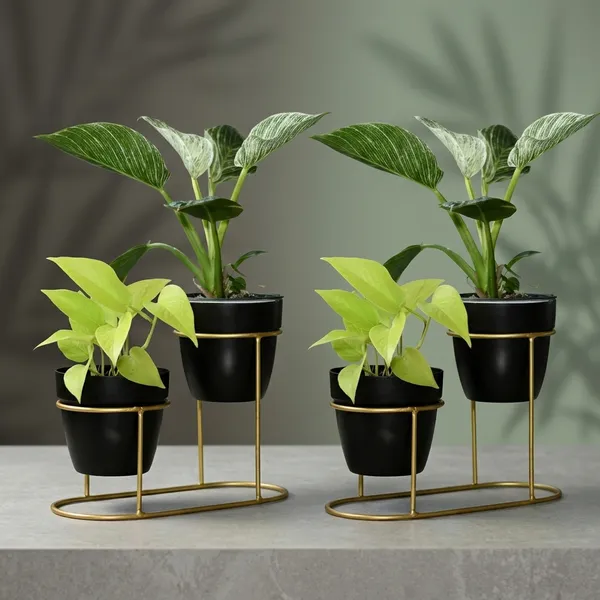 Black_And_Gold_Metal_Plant_Stand_For_Home_Decor_Pack_Of_2