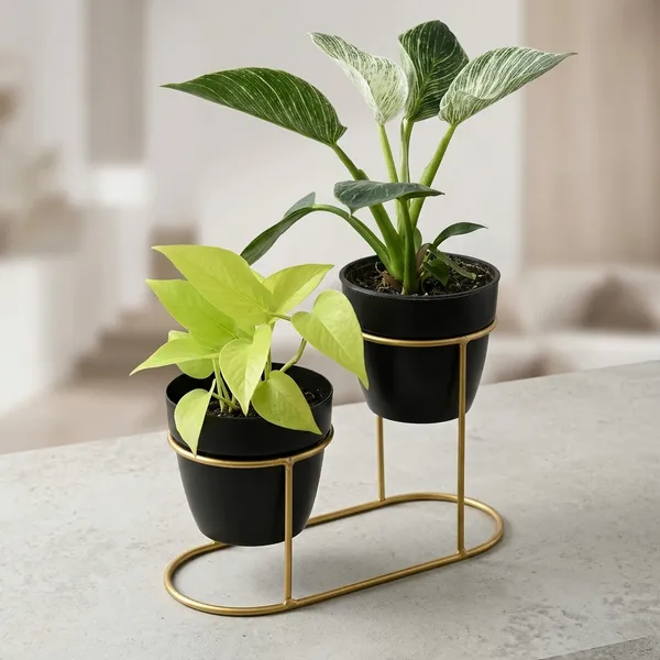 Black_And_Gold_Metal_Plant_Stand_For_Home_Decor_Pack_Of_2