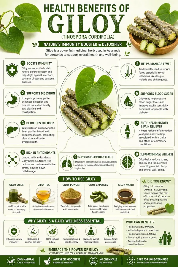 Odon_Natural_Moringa_Turmeric_Ginger_Giloy_Green_Tea_Stevia_25_Bags