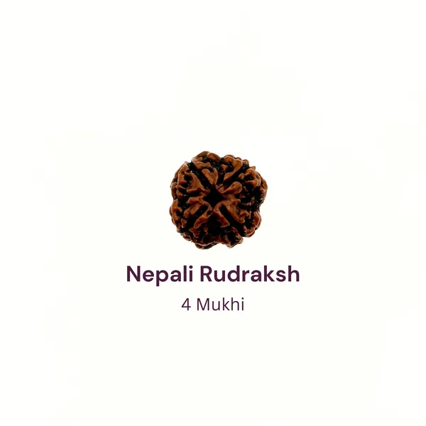 4_Mukhi_Rudraksh_Bead_Natural_Nepali