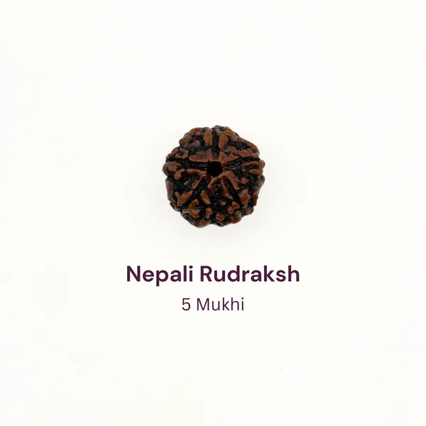 5_Mukhi_Rudraksh_Bead_Natural_Nepal_Origin