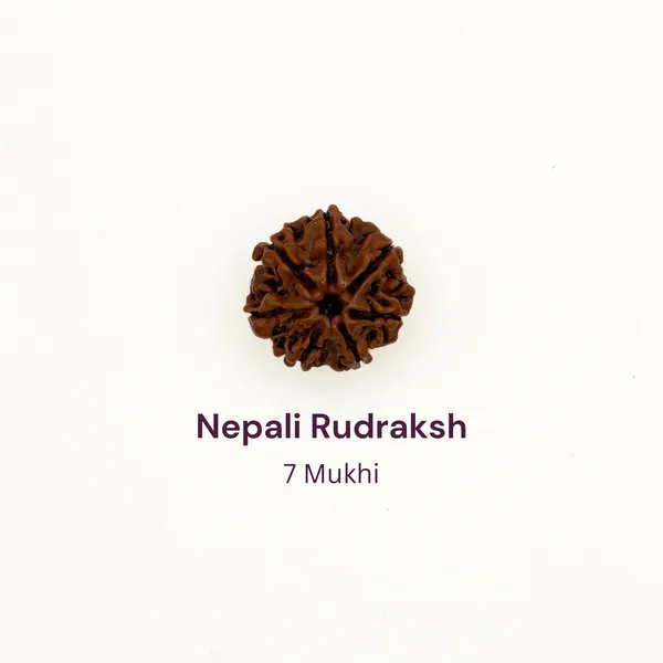 7_Mukhi_Rudraksh_Bead_Natural_Nepal_Origin
