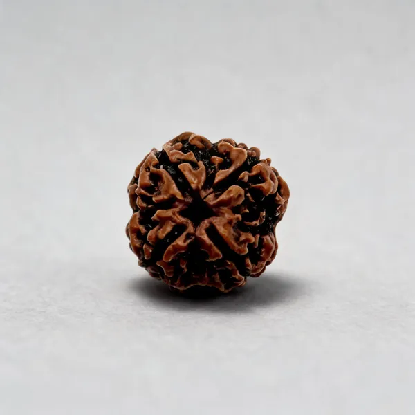 4_Mukhi_Rudraksha_Bead_Natural_Nepal_Origin_15Mm
