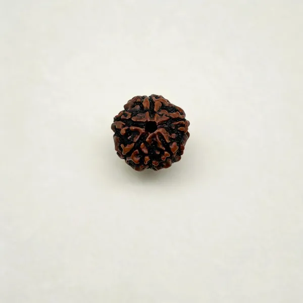 5_Mukhi_Rudraksha_Bead_Natural_Nepal_Origin_15Mm