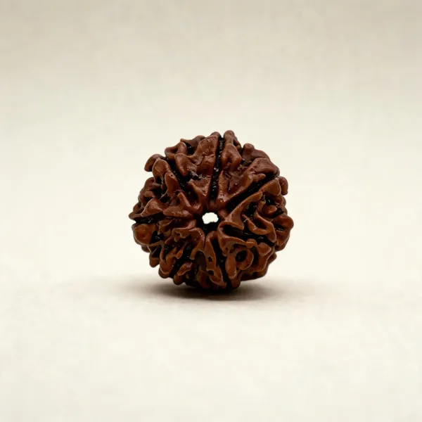 7_Mukhi_Rudraksha_Bead_Natural_Nepal_Origin_17Mm