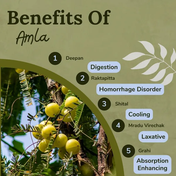Songara-Amla-Powder-Phyllanthus-Emblica-Best-For-Hair-Vitamin-C-Supplement-Natural-Detoxifier_-_Pack_Of_3