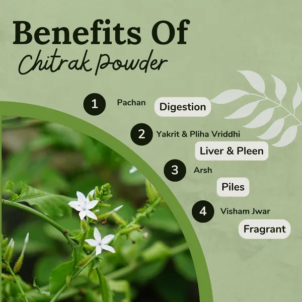 Songara-Chitrak-Powder-Plumbago-Zeylanica-Supports-Healthy-Metabolism-Constipation-Indigestion-Piles-Muscular-Pain-Diarrhoea-Diabetes-And-Weakened-Immunity-100Gm-1-Unit_-_Pack_Of_4
