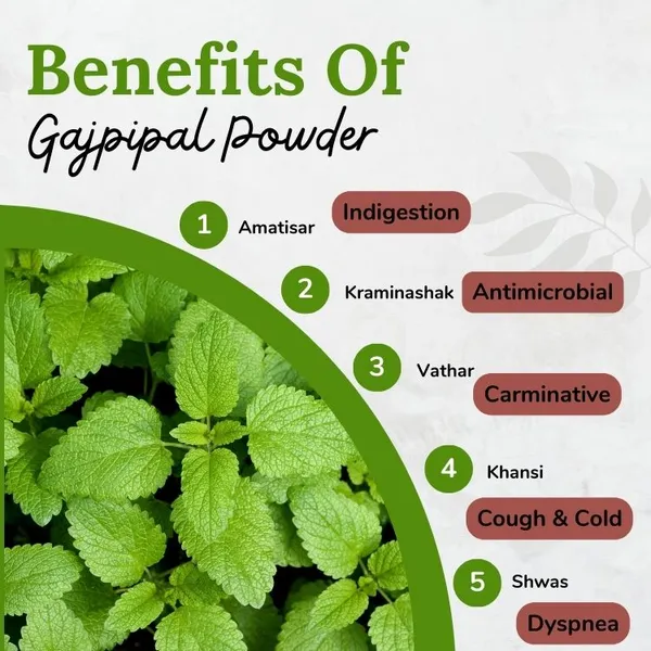 Songara-Gaj-Pipal-Ayurvedic-Gajpeepal-Gaj-Peepal-Scindapsus-Officinalis-Powder-Pure-Natural-And-Ayurvedic-Pack-Of-1