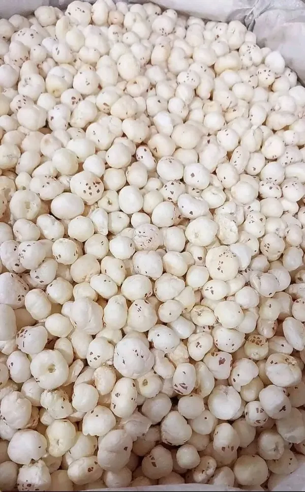Kunwars_90_Plain_EXPORT_QUALITY_PRIMIUEUM_MAKHANA