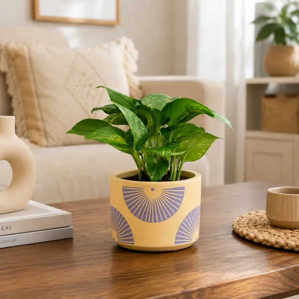 Terracotta_Indoor_Yellow_Sunburst_Pattern_Planter_Pot