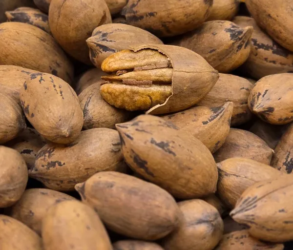 Premium_Pecan_Nuts_with_Shell