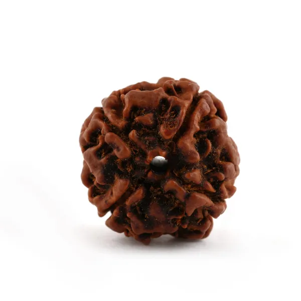 Natural_4_Mukhi_Rudraksha_Bead_-_Pack_Of_2