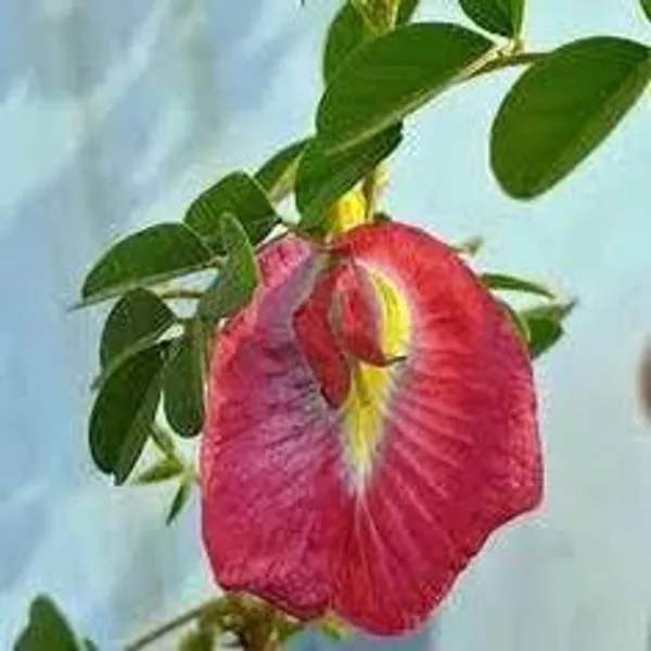 Red_Aparajita_Flower_Plant
