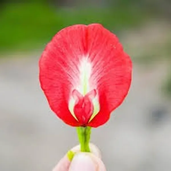 Red_Aparajita_Flower_Plant