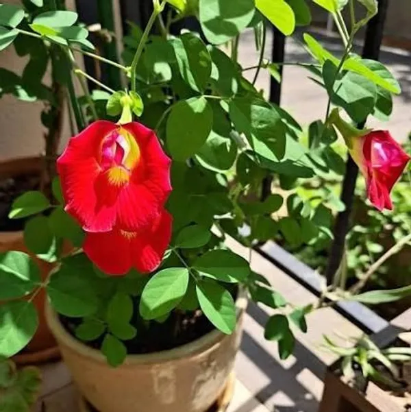 Red_Aparajita_Flower_Plant