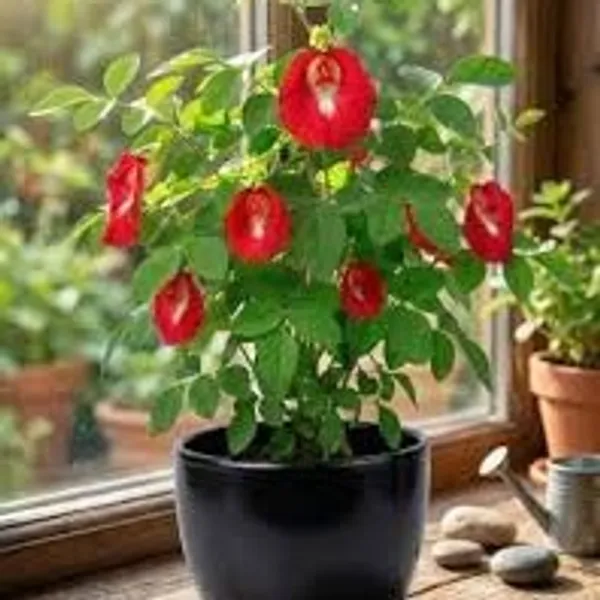 Red_Aparajita_Flower_Plant