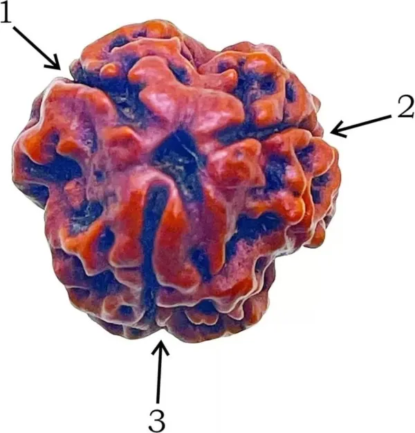 3_Mukhi_Rudraksha_(Three-Faced_Rudraksha)