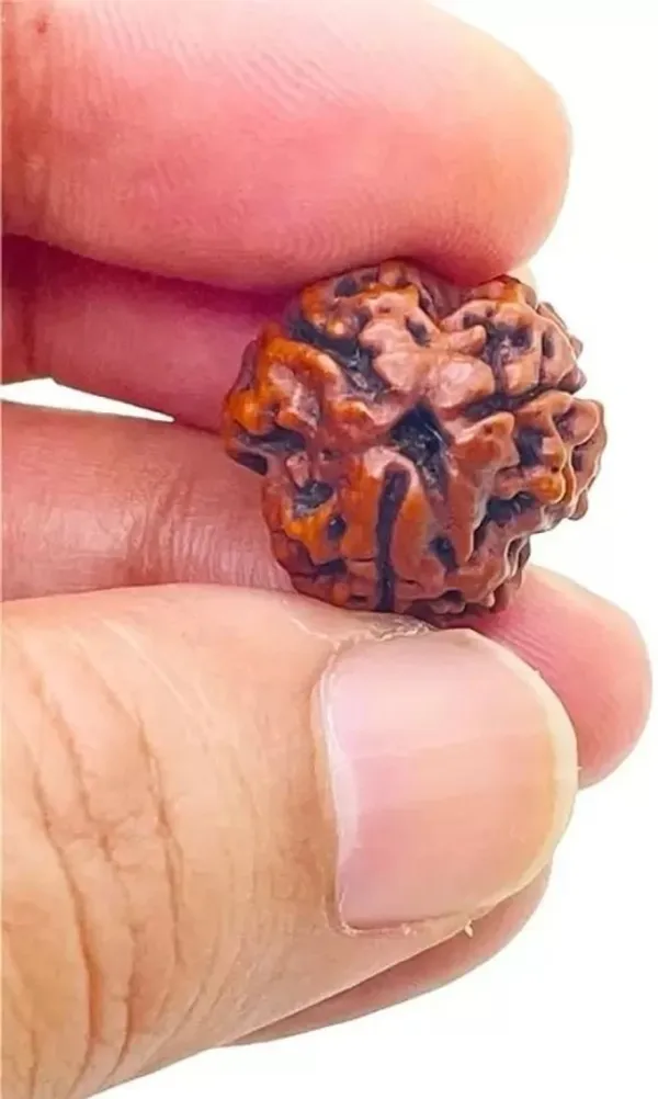 3_Mukhi_Rudraksha_(Three-Faced_Rudraksha)