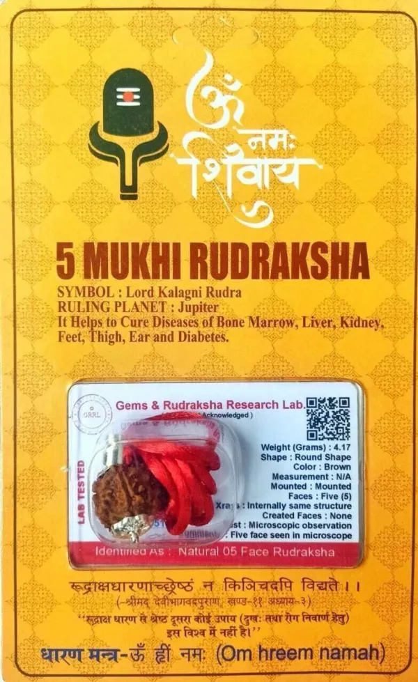 5_Mukhi_Rudraksha_(Panchmukhi_Rudraksha)