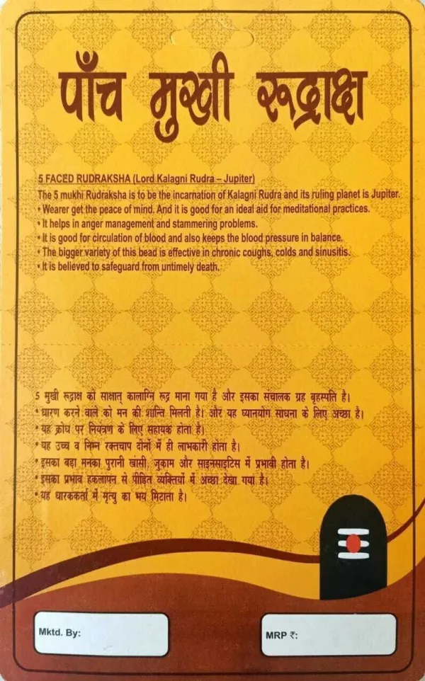 5_Mukhi_Rudraksha_(Panchmukhi_Rudraksha)
