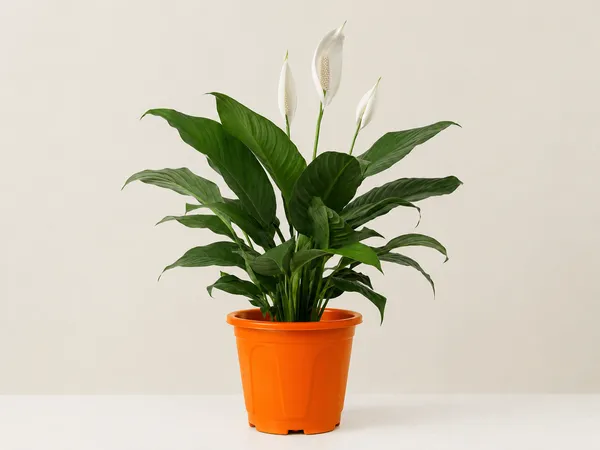 Peace_Lily_Indoor_Plant_With_Plastic_Pot