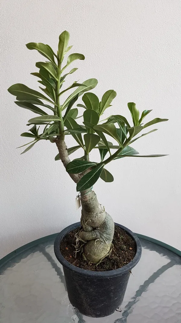 Adenium_Desert_Rose_Outdoor_Plant_With_Plastic_Pot