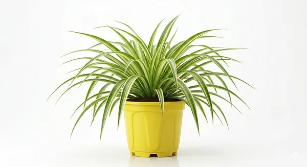 Spider_Plant_Indoor_With_Plastic_Pot