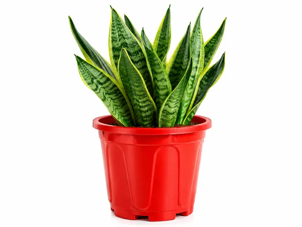Snake_Plant_Indoor_With_Plastic_Pot