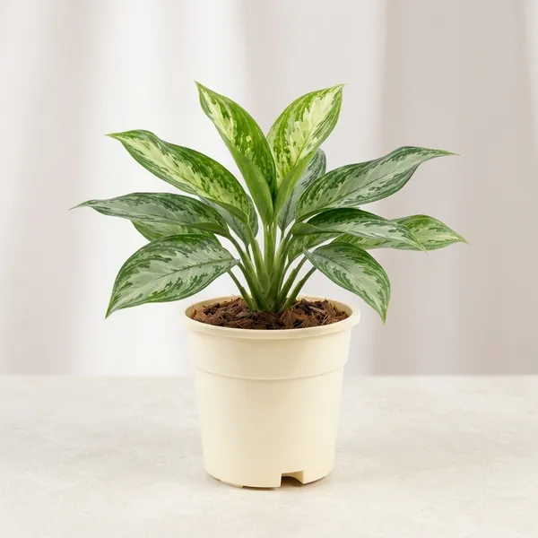 Aglaonema_Snow_White_Indoor_Plant_With_Plastic_Pot