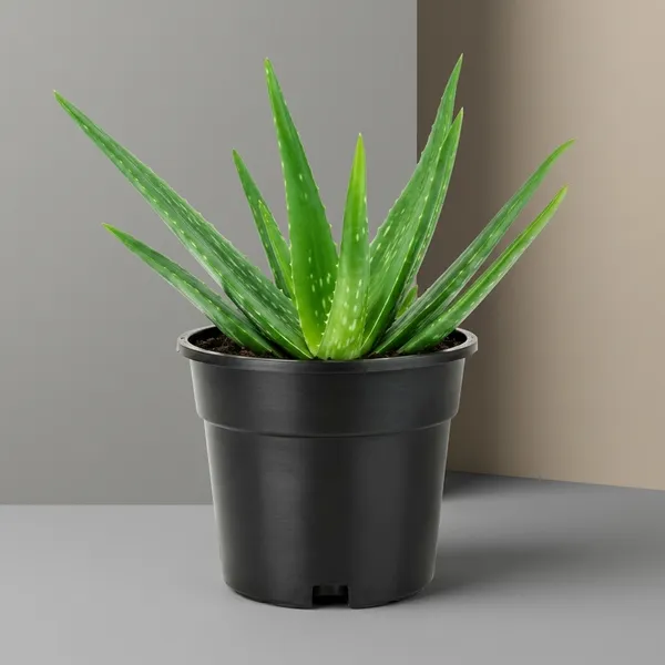 Aloe_Vera_Indoor_Outdoor_Plant_With_Plastic_Pot