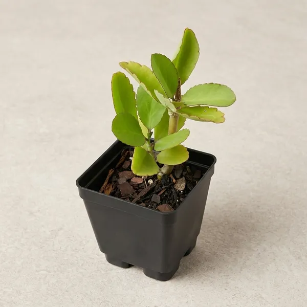 Bryophyllum_Pinnatum_Pattharchatta_Plant_With_Plastic_Pot
