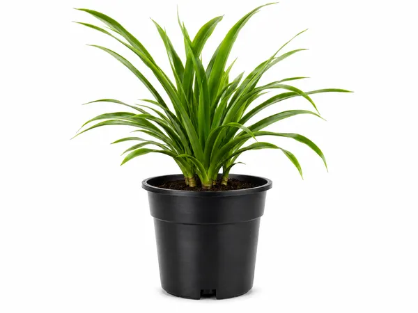 Dracaena_Indoor_Plant_With_Plastic_Pot