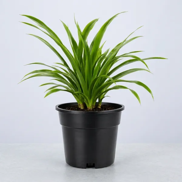 Dracaena_Indoor_Plant_With_Plastic_Pot