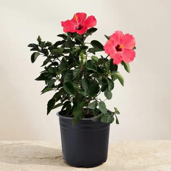Hibiscus_Outdoor_Plant_With_Plastic_Pot