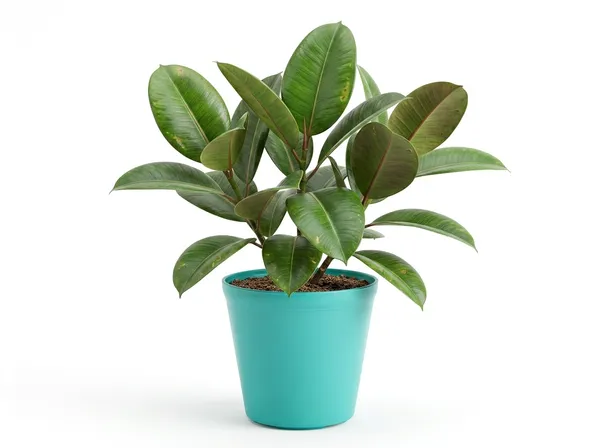 Rubber_Plant_Indoor_Outdoor_With_Plastic_Pot