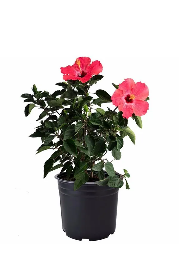 Hibiscus_Outdoor_Plant_With_Plastic_Pot