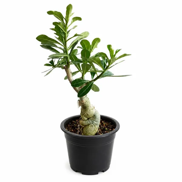 Adenium_Desert_Rose_Outdoor_Plant_With_Plastic_Pot