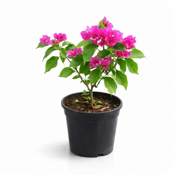 Bougainvillea_Outdoor_Plant_With_Plastic_Pot